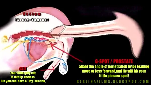 Friske shemale anatomy mega klip