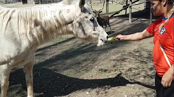 Nouveaux J'étais excité de voir la taille du pénis d'un cheval !!! Je voulais que mon copain se concentre comme ça !!! Paty Butt, El Toro De Oro méga-clips